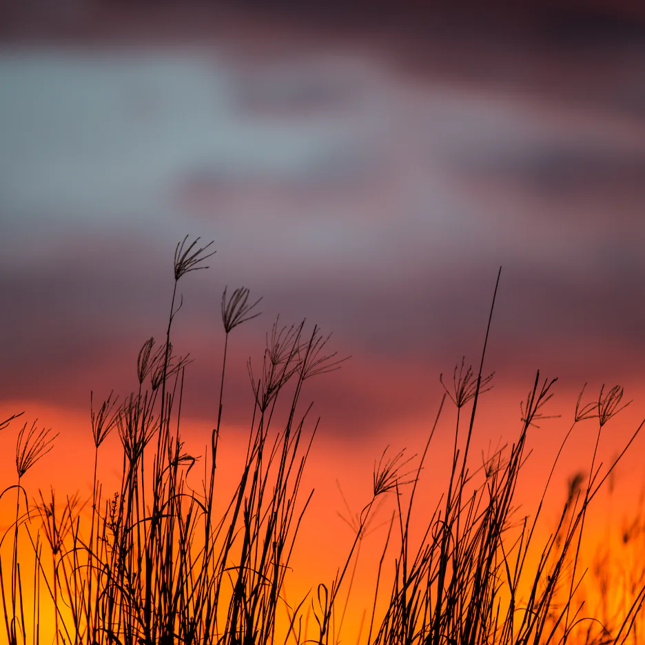 Silhouetted grass and wildflowers against a vibrant orange and pink sunset sky with purple clouds above, creating a serene natural landscape scene.