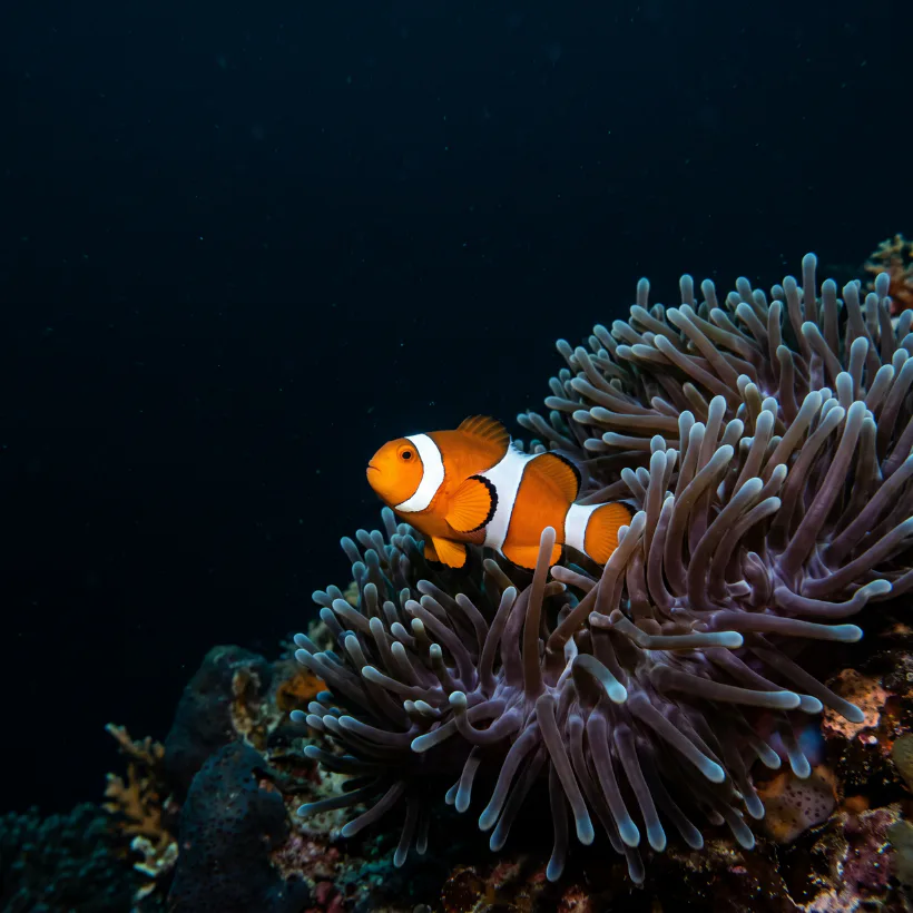 Orange and white clownfish nestled among purple and blue sea anemone tentacles on a dark ocean background, showcasing symbiotic reef ecosystem.